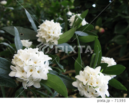 沈丁花 71393