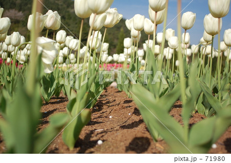チューリップのトンネル 71980