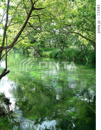 初夏の清流 72085