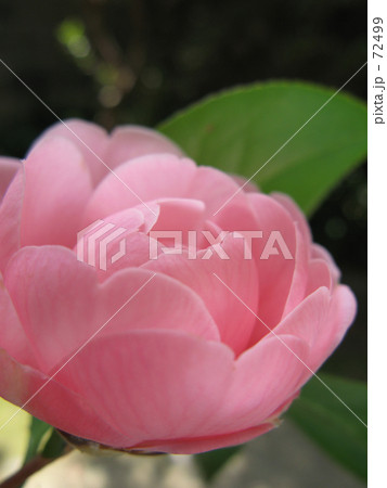 おとめつばき 72499