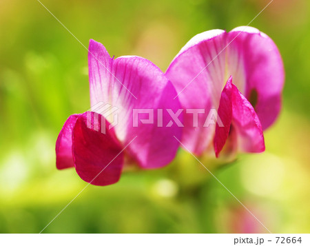 カラスノエンドウ（烏野豌豆）   72664