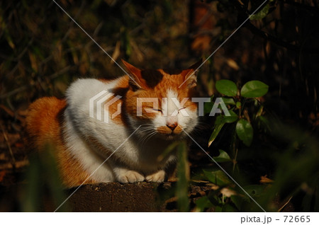 ひなたぼっこ 72665