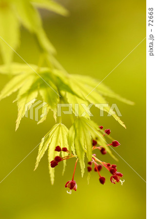 かえでの花 72668
