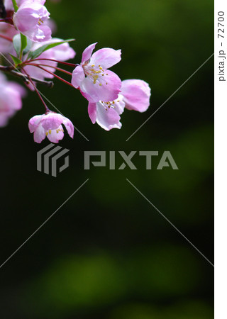 姫りんご　３ 72700