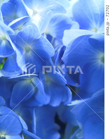 紫・陽・花 72702