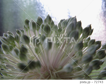 アリウム アリウム 72743