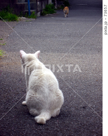 侵入者アリ 73657