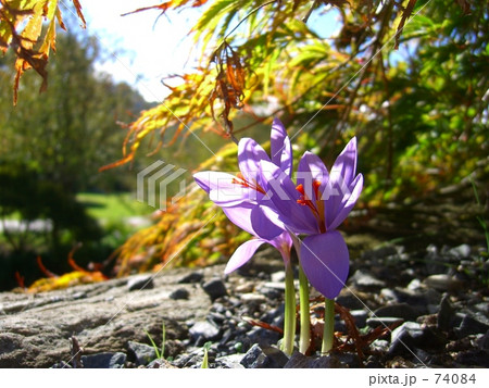 こっそりと咲く秋の花 74084