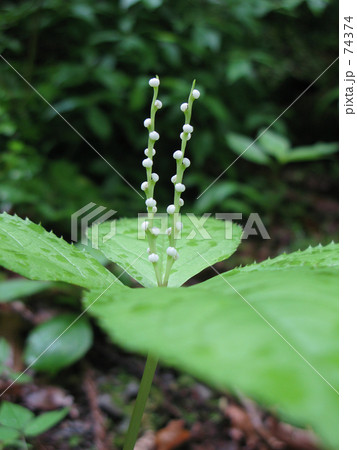 森のフタリシズカ 74374