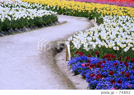 春の散歩道 74802