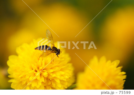 小菊とハナアブ 75599