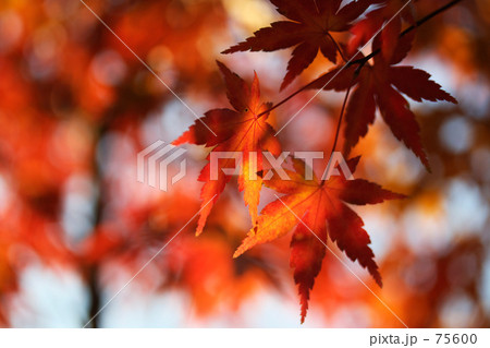 木漏れ日に煌く紅葉 75600