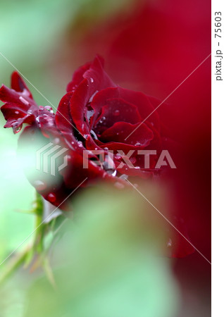 ローズ(紅) 75603