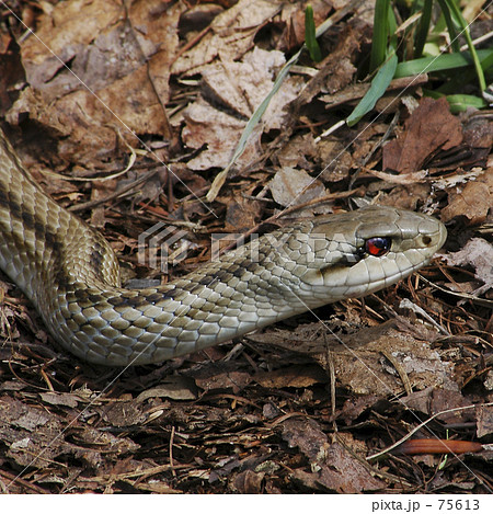 蛇　２ 75613
