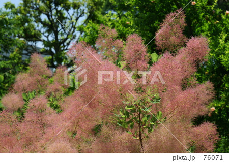 SmokeTree SmokeTree 76071