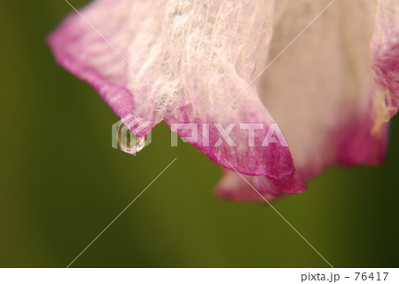 水滴の涙 水滴の涙 76417