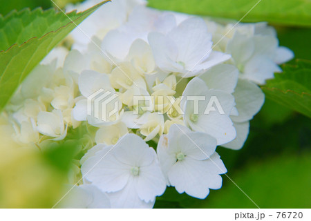 無垢の紫陽花 76720