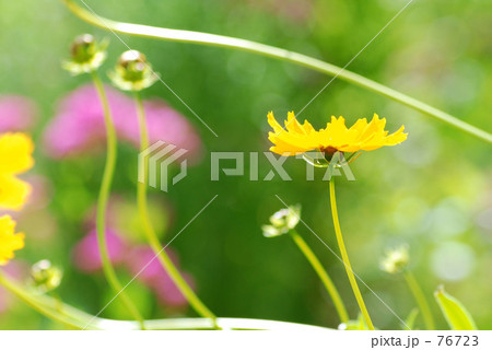 フリーライン 76723