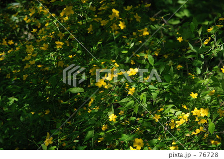 ヤマブキ 76728