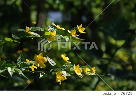 ヤマブキ2 76729