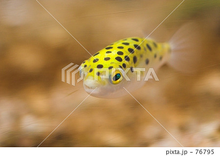 ミドリフグ 76795