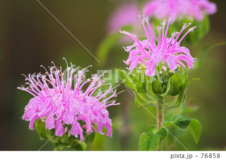 ハーブ園の夏・モナルダ 76858