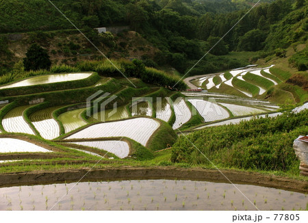 大阪千早の棚田 77805