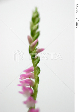 ねじれ ねじれ 78255