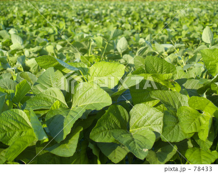 小豆畑 78433