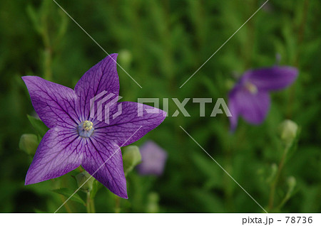 桔梗(2) 桔梗(2) 78736