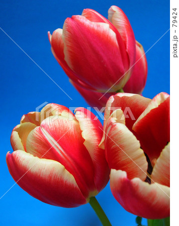 チューリップ 79424