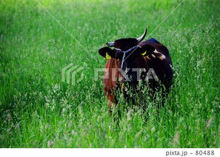 角の折れた若牛 80488