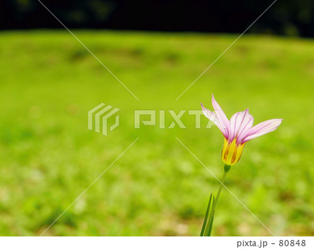 Flower of one Flower of one 80848