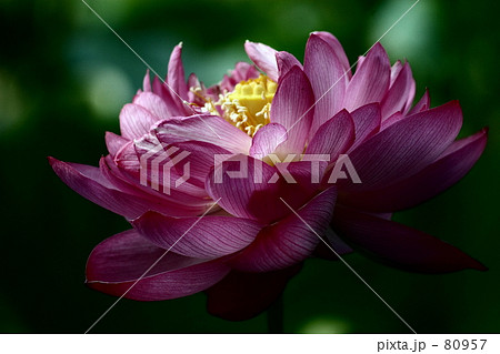 lotus lotus 80957