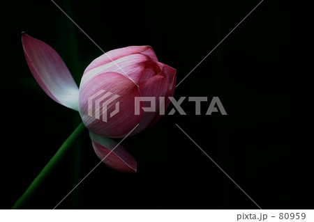 lotus lotus 80959