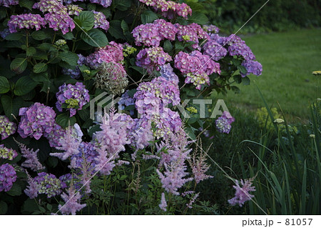 ピンクのアジサイの咲く庭 81057