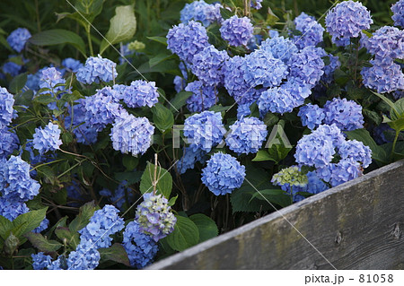 柵越しのブルーのアジサイ 81058