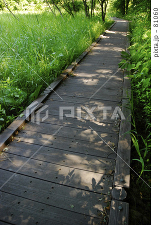 木漏れ日の木道 81060