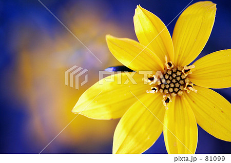 いちりんの花 いちりんの花 81099