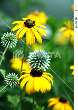 仲良く競艶 81858