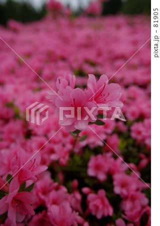 つつじ 81905