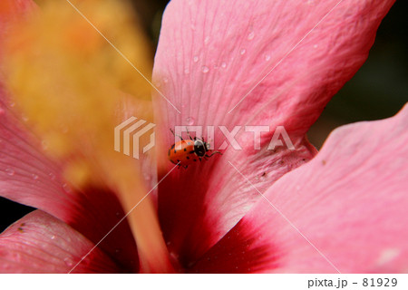 てんとう虫003 81929