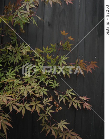 紅葉 82203