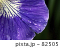 雨上がりのアヤメ 82505