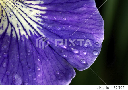 雨上がりのアヤメ 82505