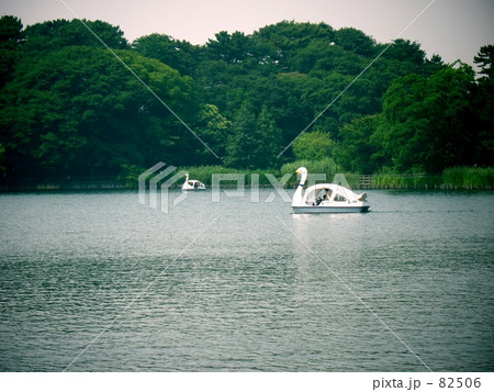 スワンの池の写真素材 506