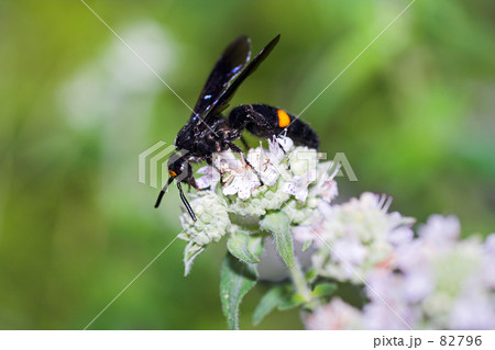蜂・キオビツチバチ 82796