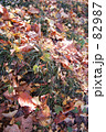紅葉落葉 82987