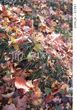 紅葉落葉 82987