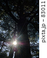 大木と光 83011